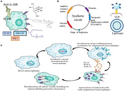 Synthetic biology for combating leishmaniasis